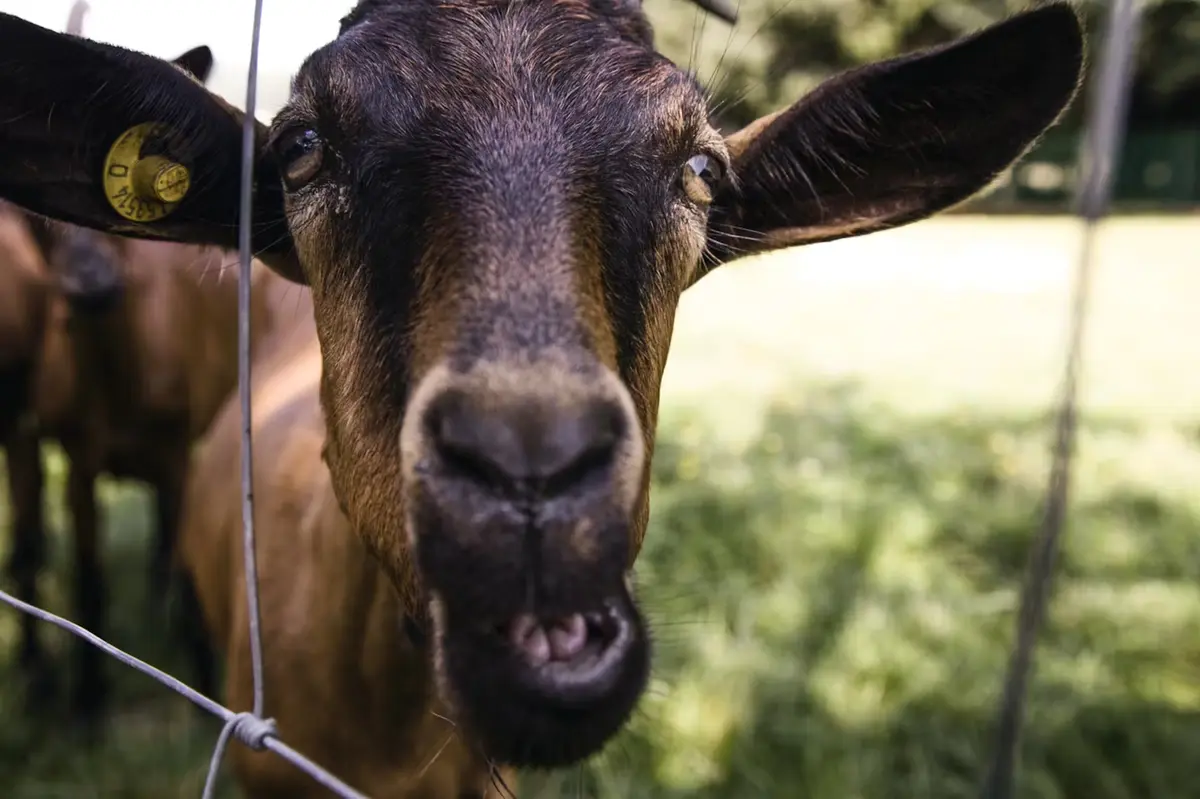 Locandina evento Dai Giganti della Sila a “casaro per un giorno” con l’azienda Fiorella Cibi Rurali