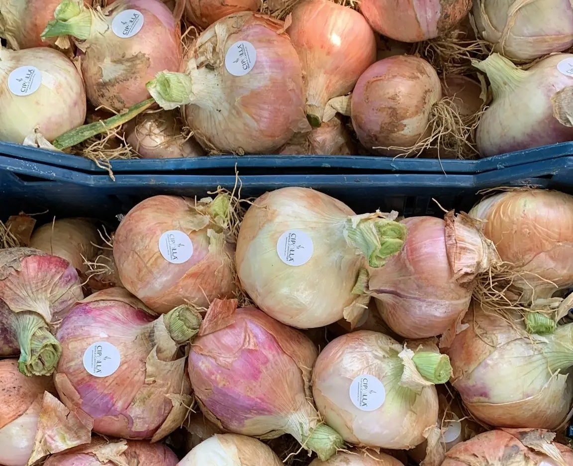 Specialità del Pollino: la Cipolla Bianca di Castrovillari