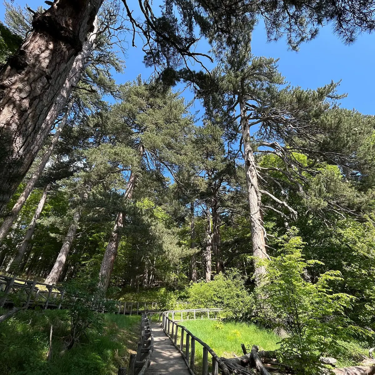 Itinerario tra gli Alberi Monumentali della Sila