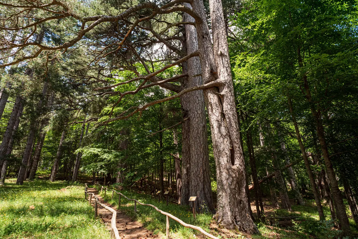 Croce di Magara-Giganti della Sila
