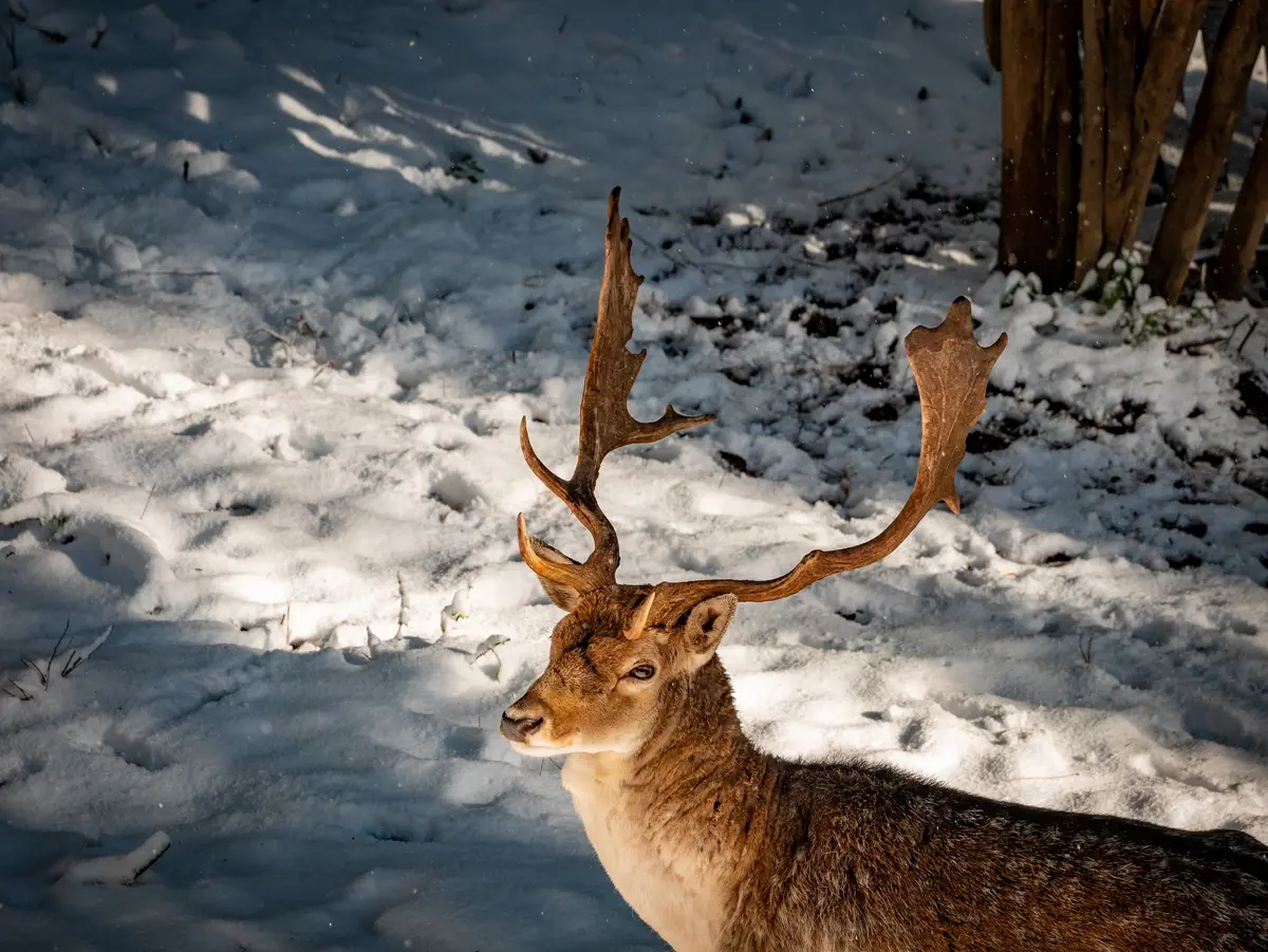 Sila in winter: snow, forests and adrenaline-fuelled adventures