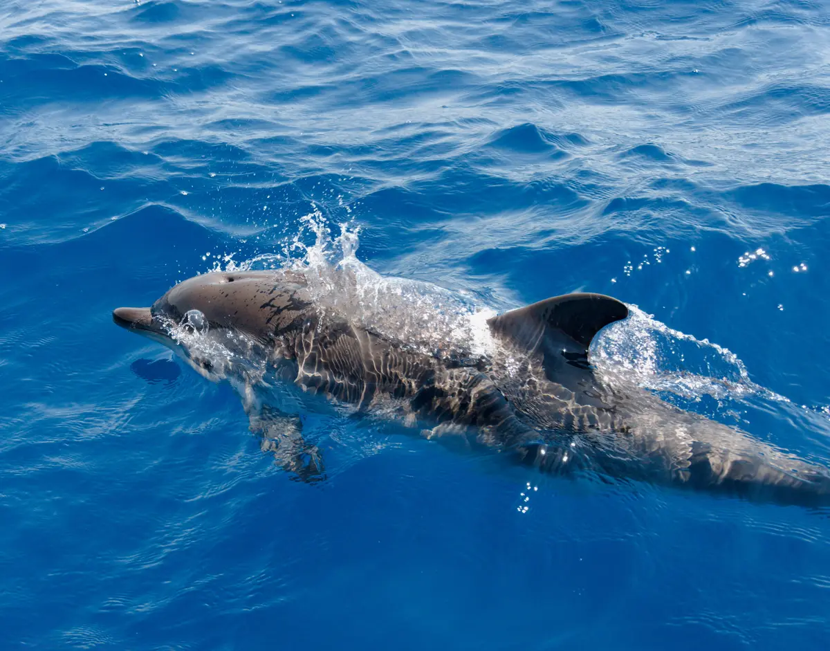 Regional Marine Park “Fondali di Capocozzo”