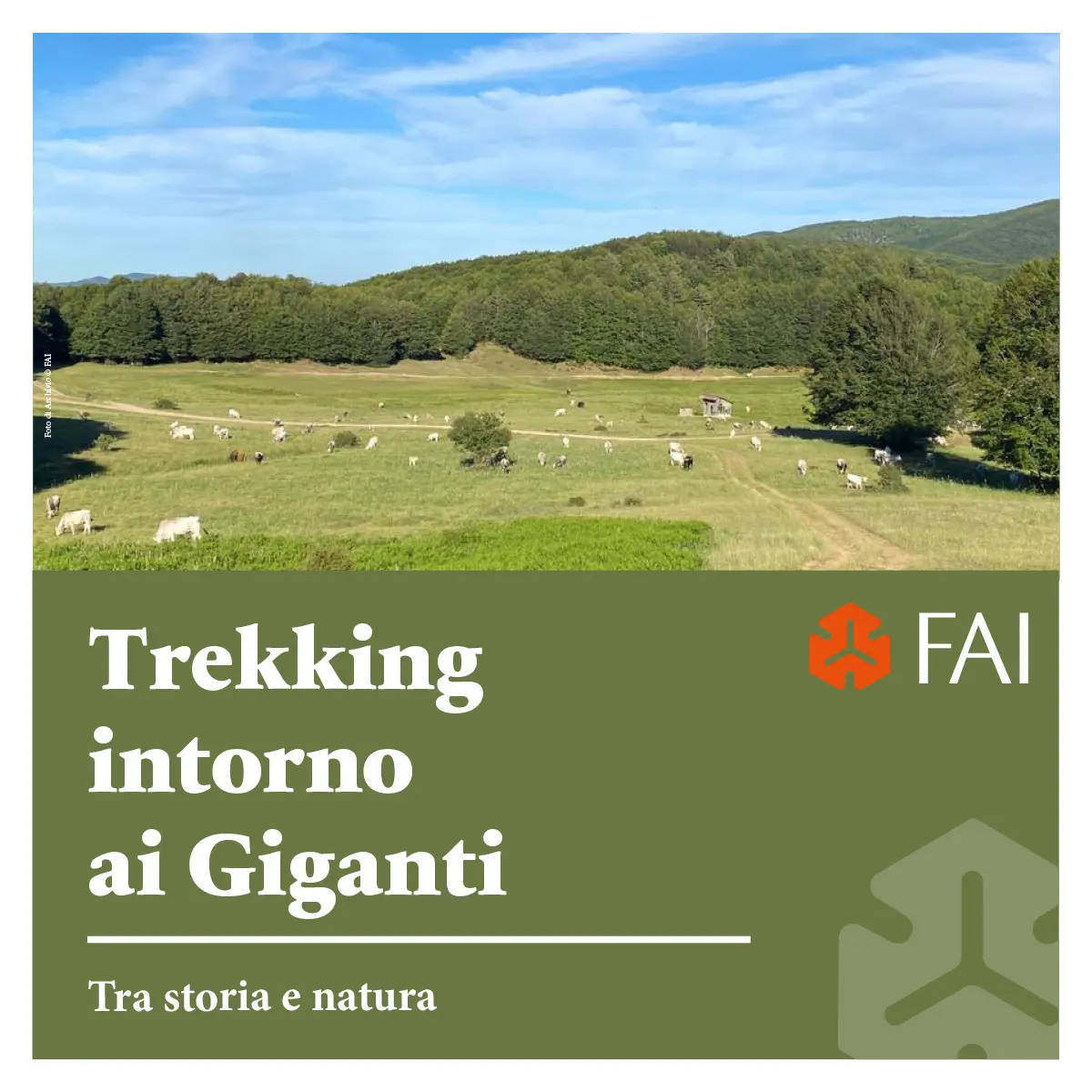 Trekking around the Giants of Sila