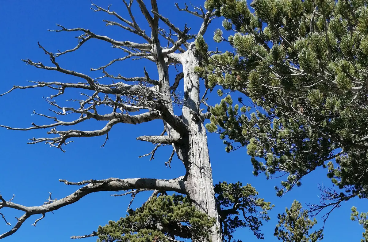 Alberi monumentali nel cuore del Pollino