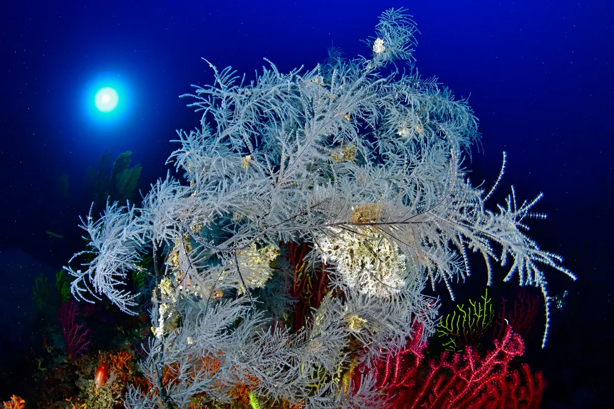 Discovering the black coral forest in Scilla