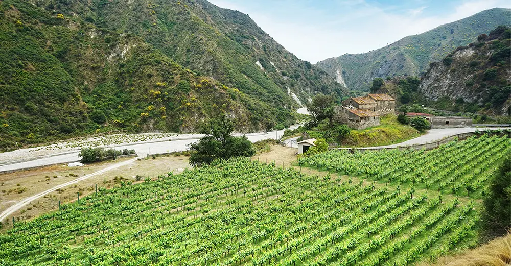 A day in Palizzi, City of Wine