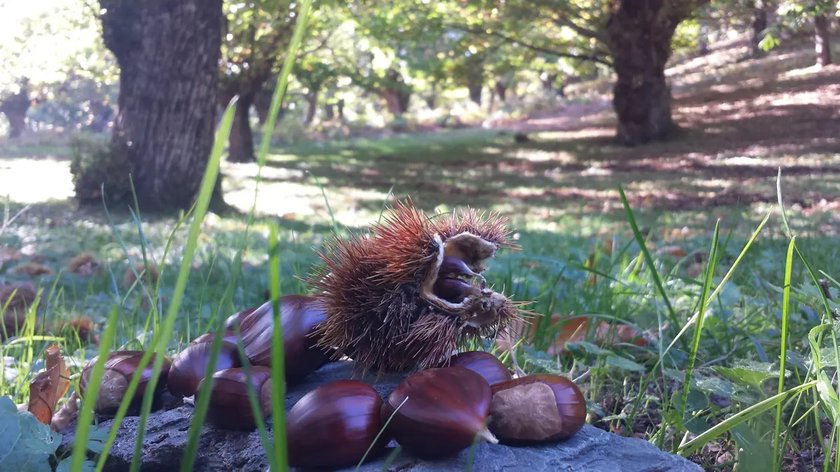 La castagna calabrese, tra sagre ed escursioni