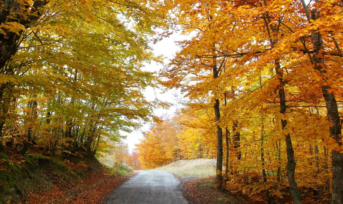 Foliage in Calabria, places to see it