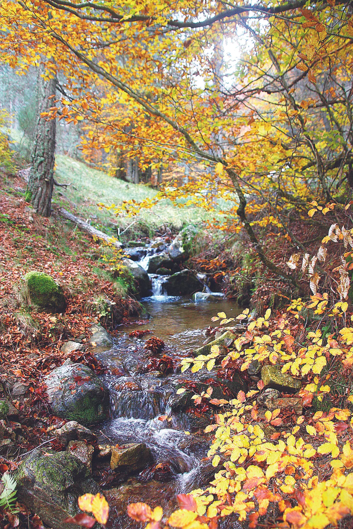 Riserva Naturale "Gariglione-Pisarello"