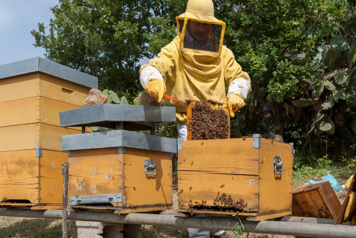 Beekeeping in Calabria: a journey through bees and honey