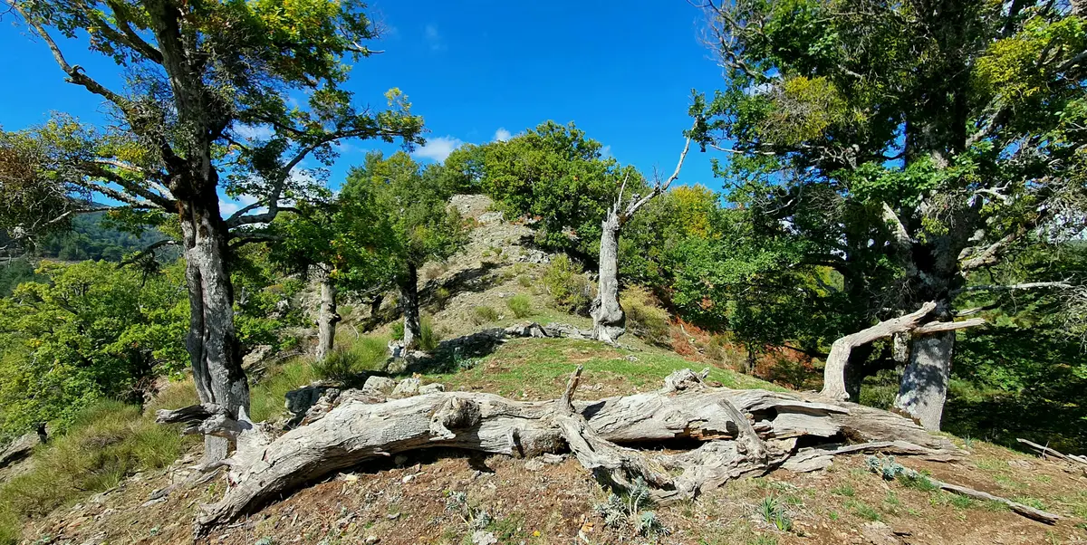 Faggeta Vetusta della Valle Infernale