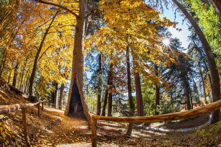 Croce di Magara-Sila-Paesaggio Autunno Foliage Giganti della Sila di Spezzano della Sila