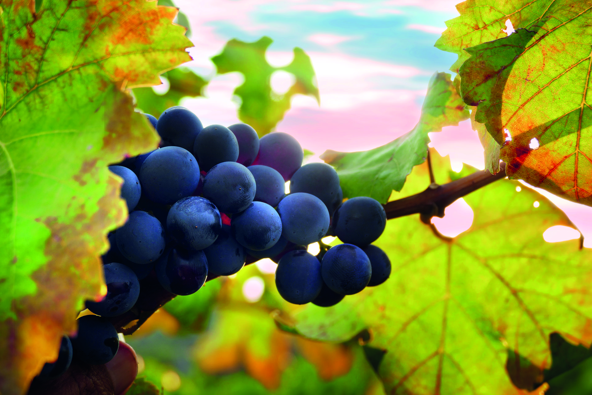 vino