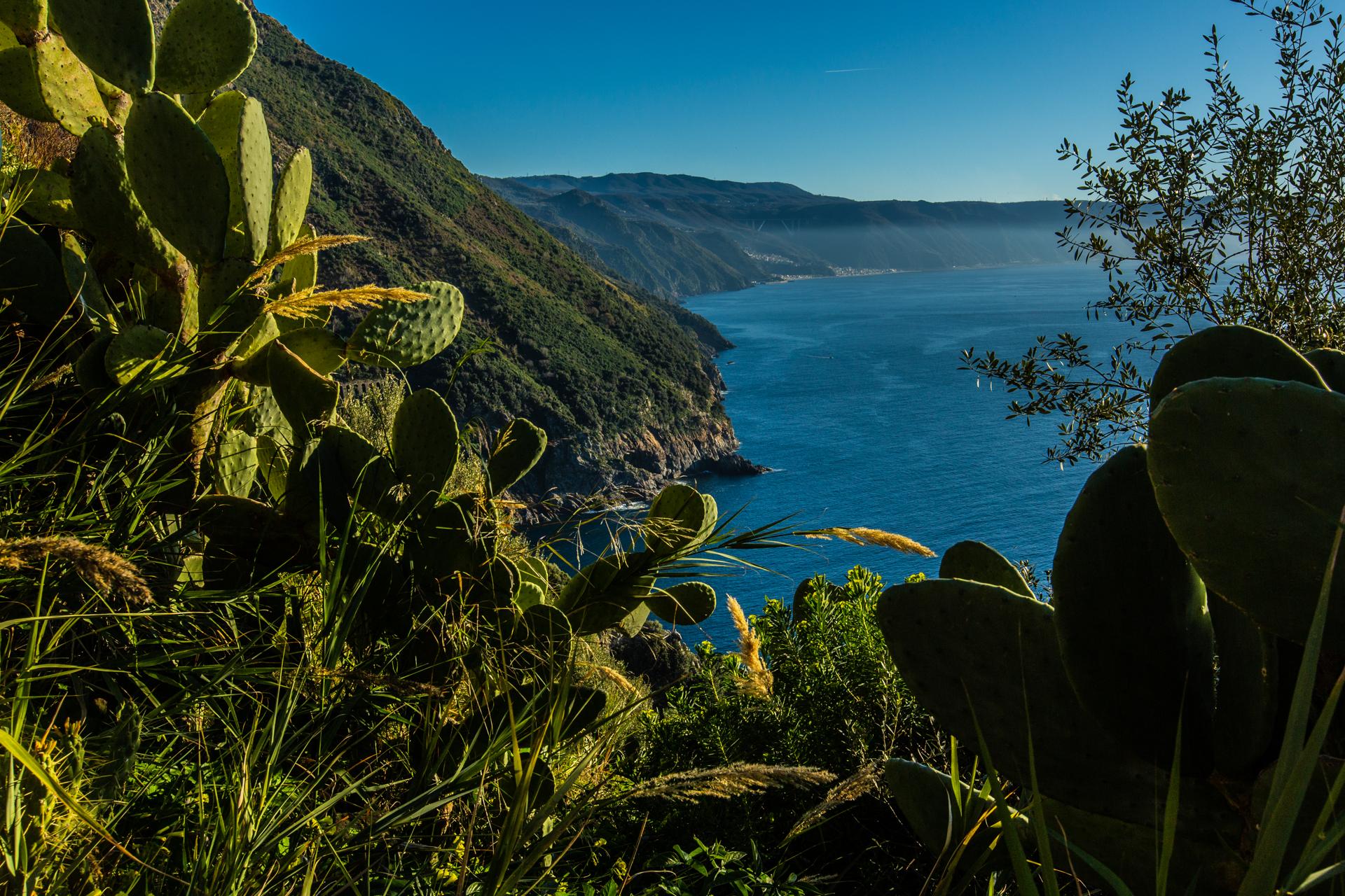 Palmi