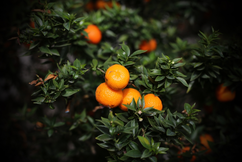 Clementine