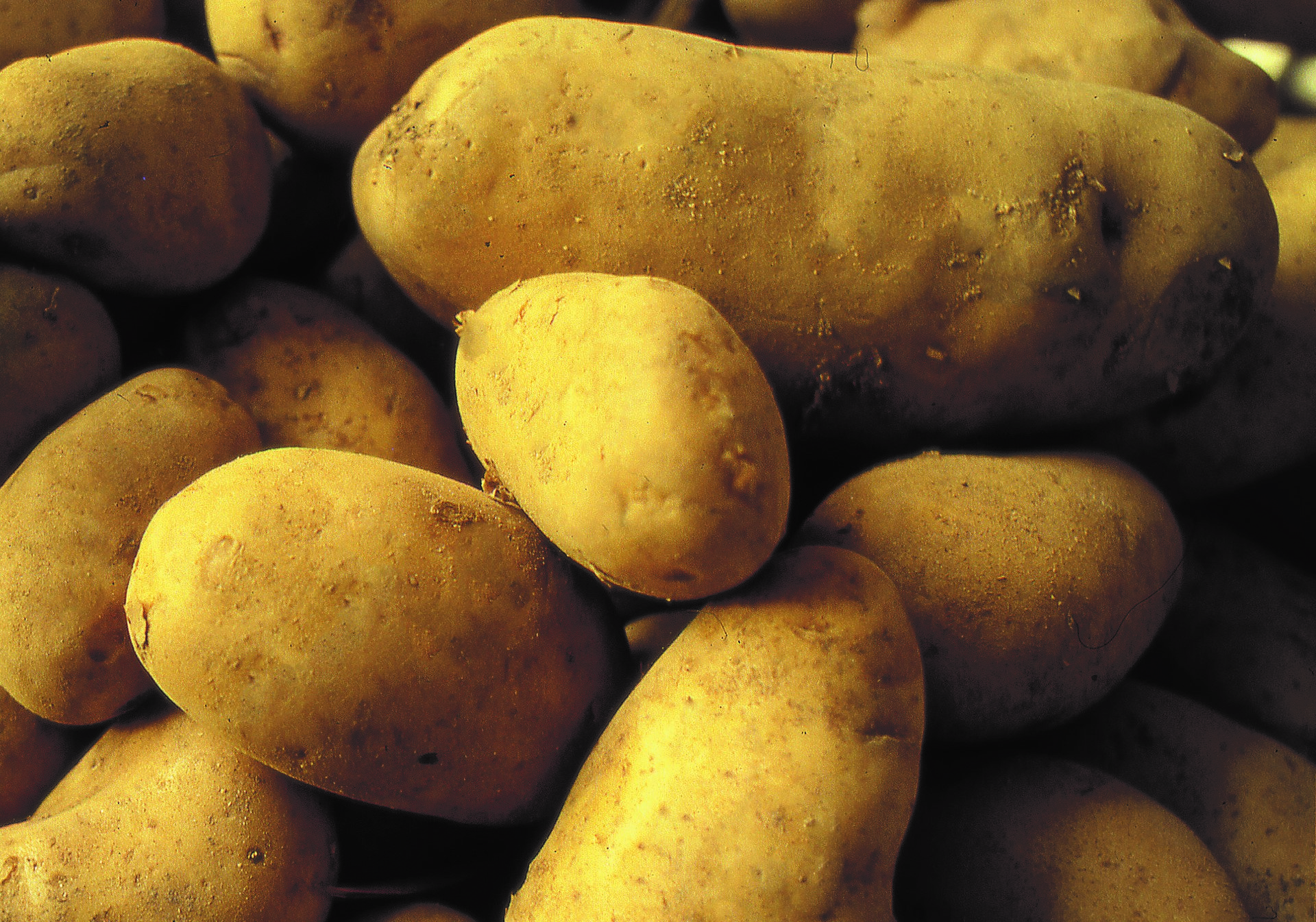 Patate della Sila