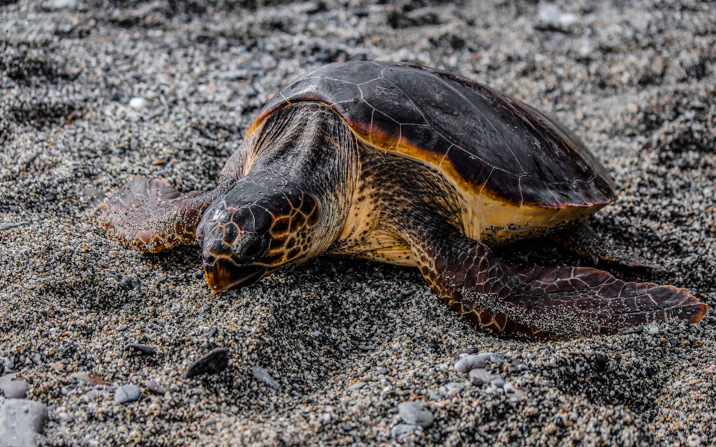 Tartarughe caretta Caretta