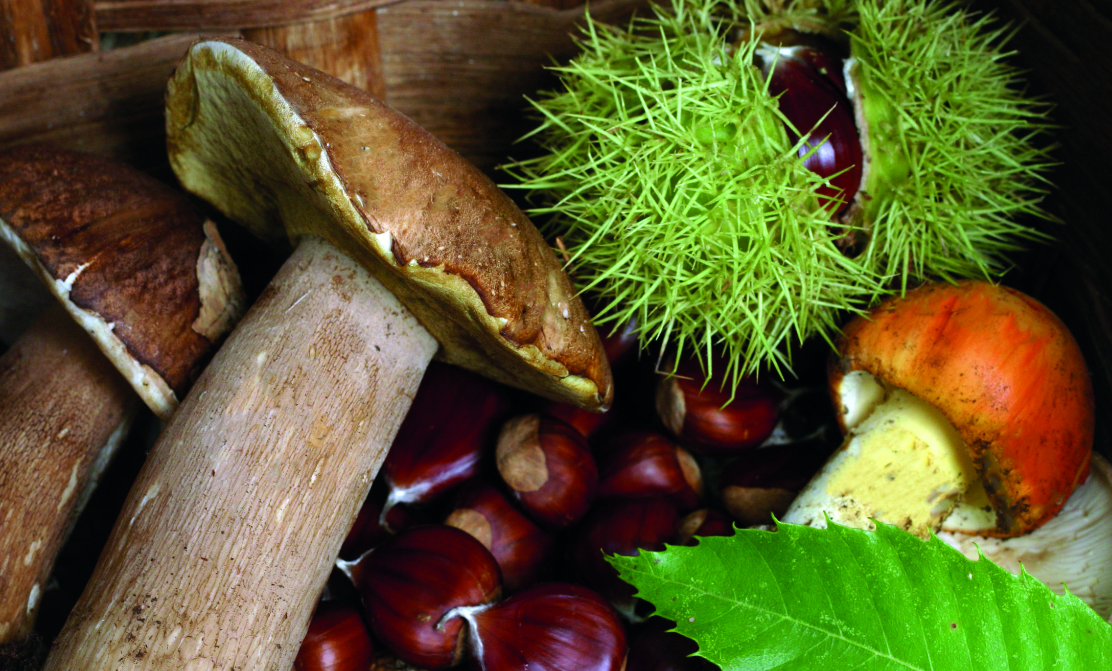 Castagne