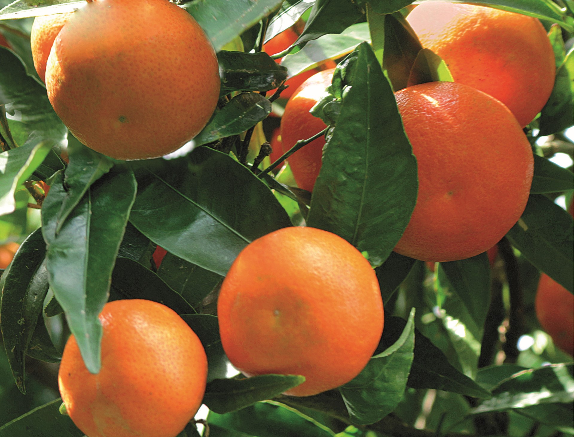 Clementine