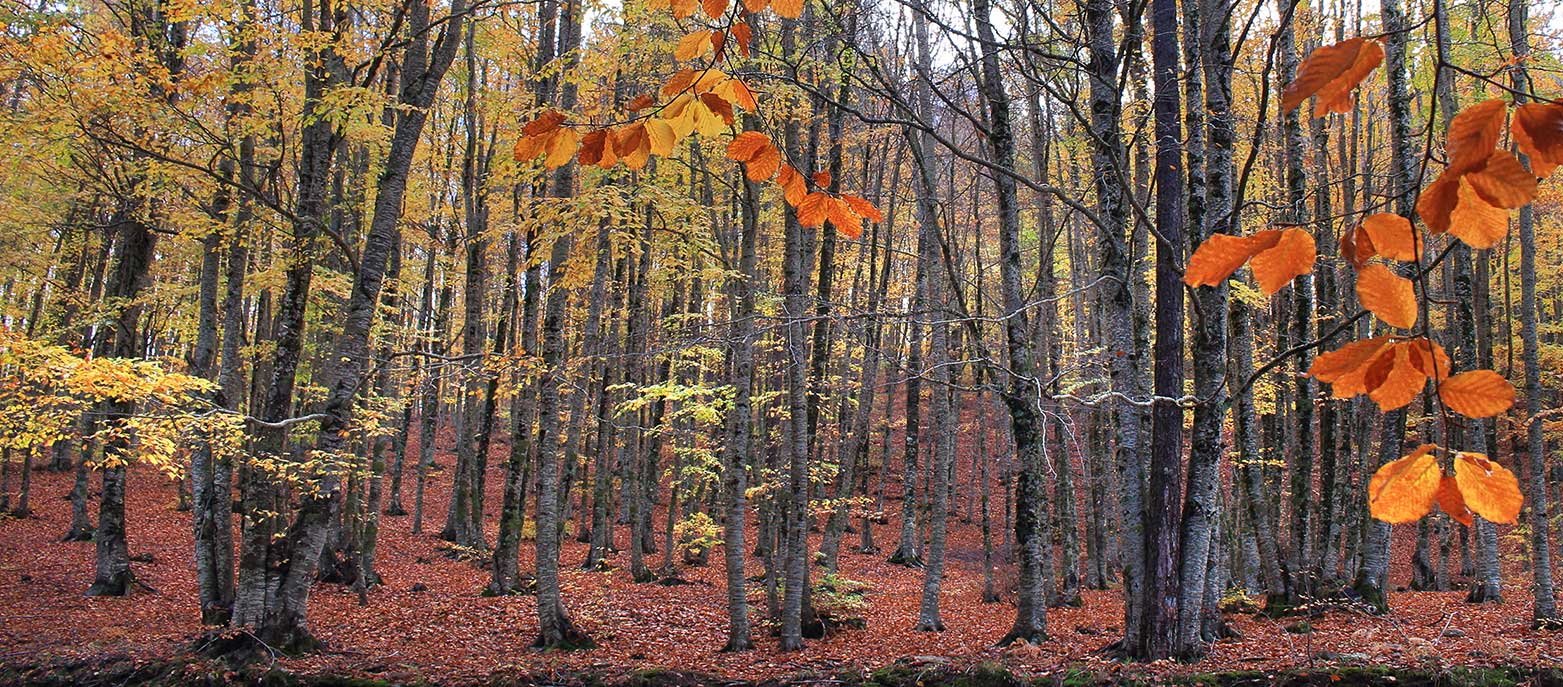 Aspromonte