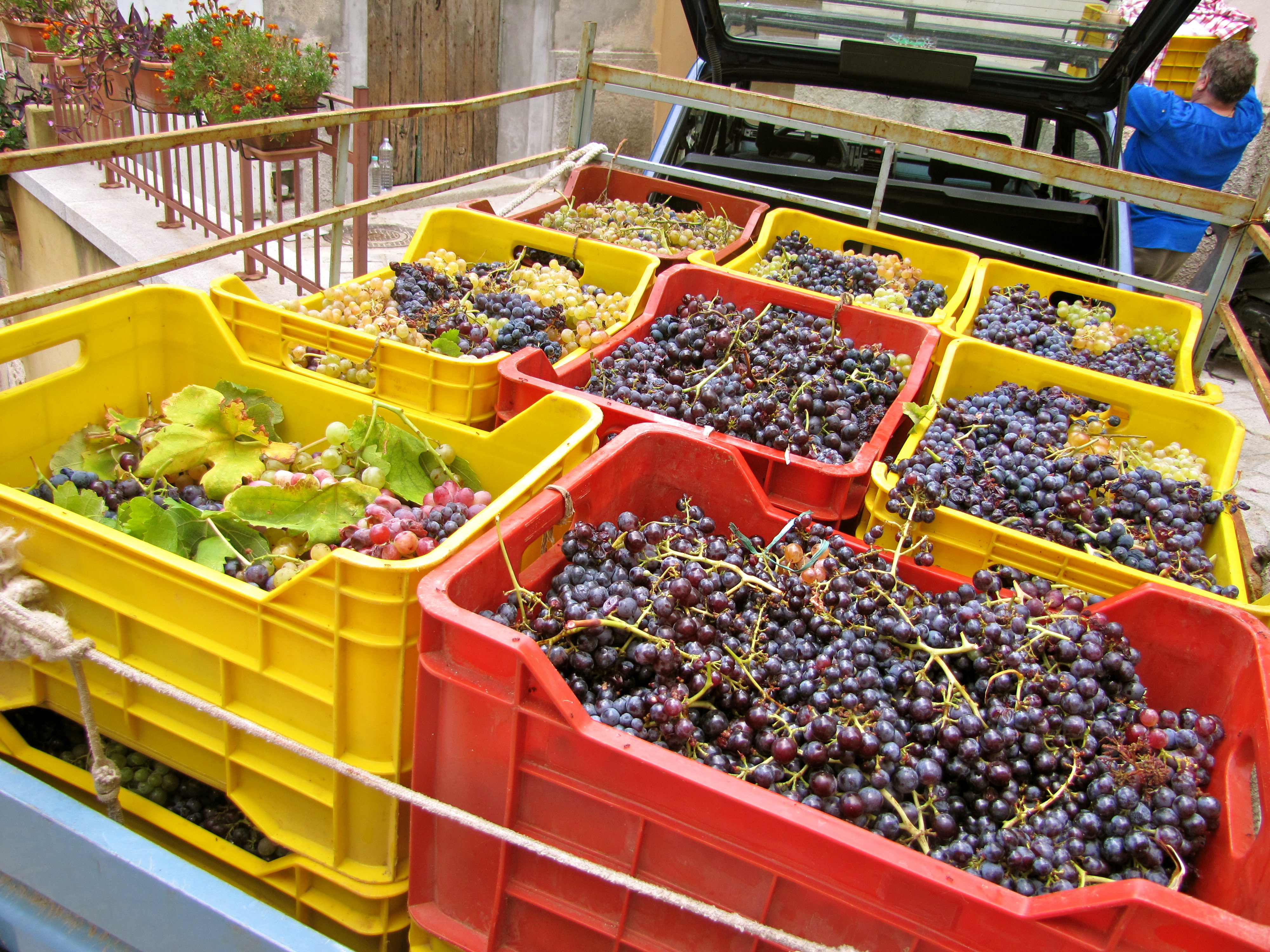Vendemmia
