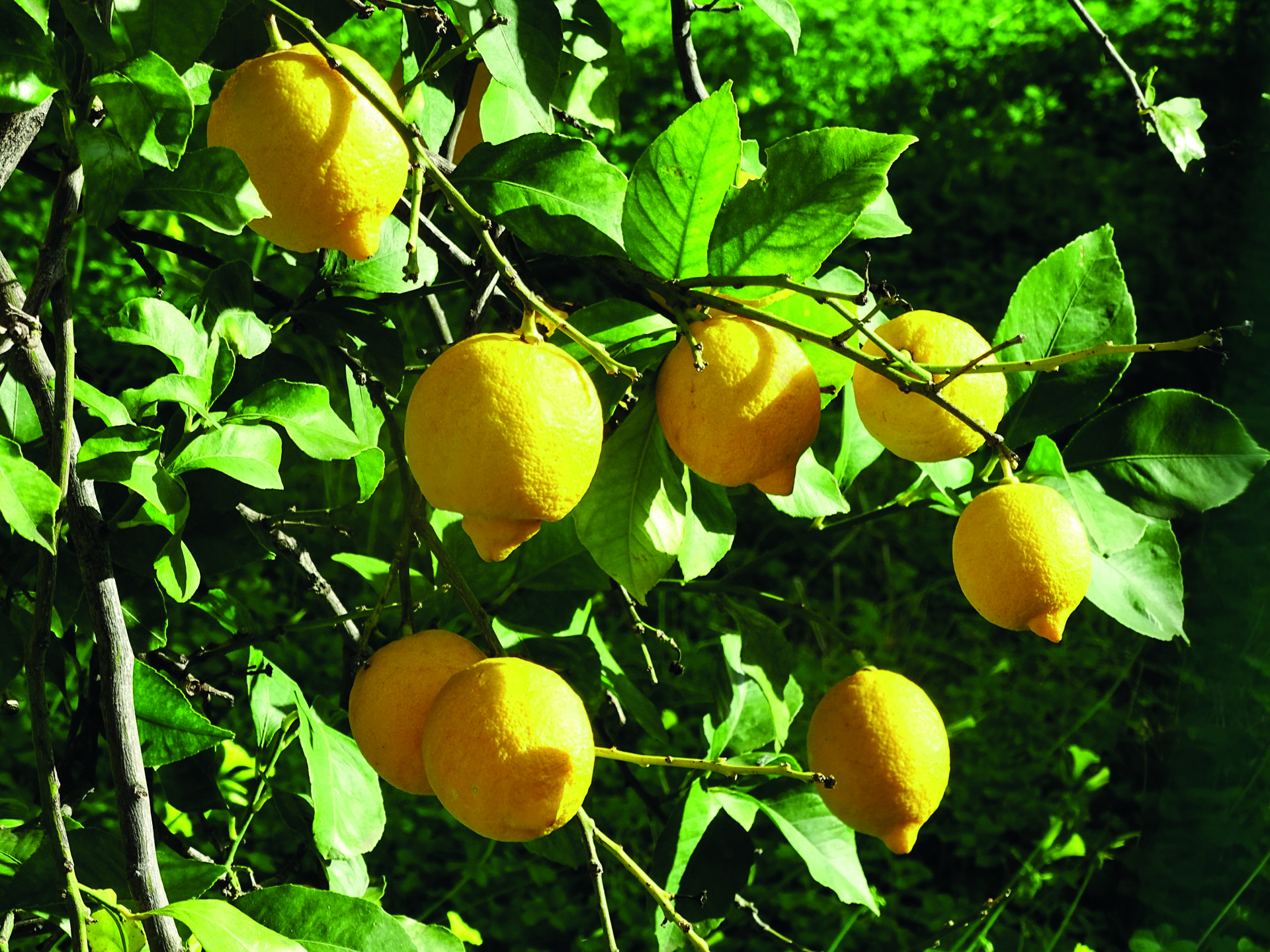 Limoni di Rocca Imperiale IGP