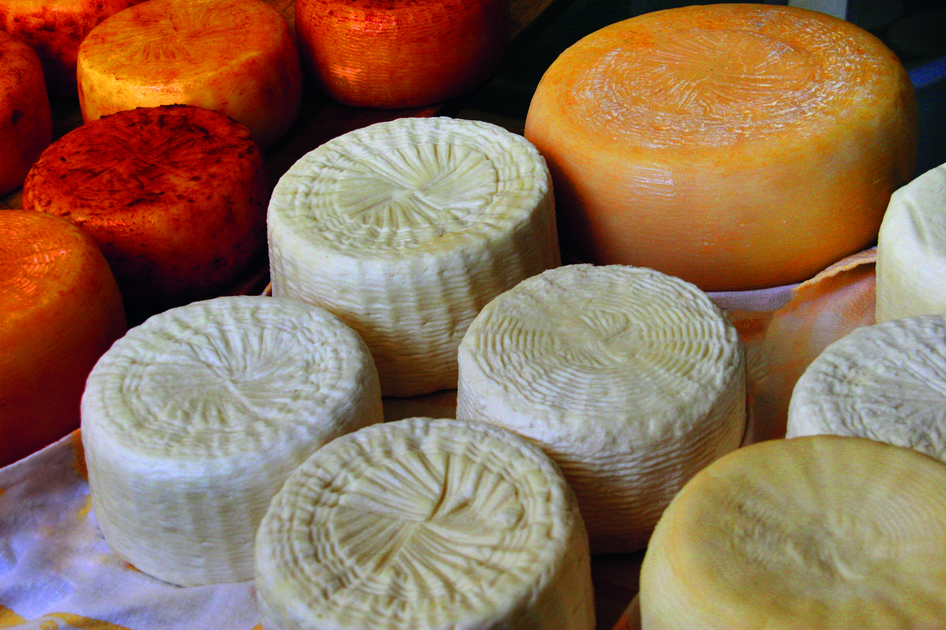 Pecorino