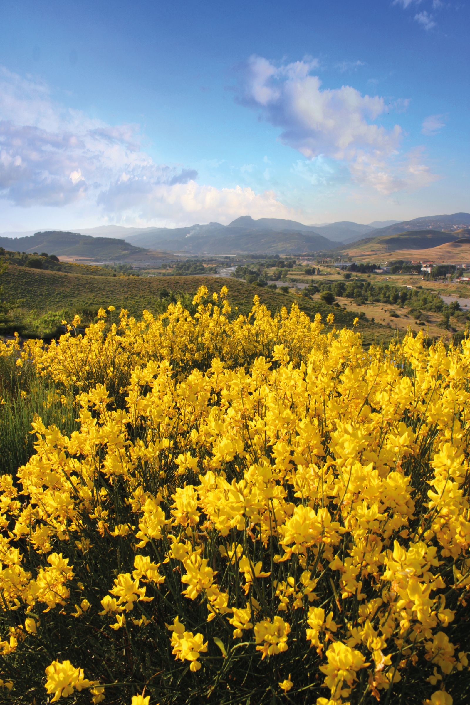 Ginestra