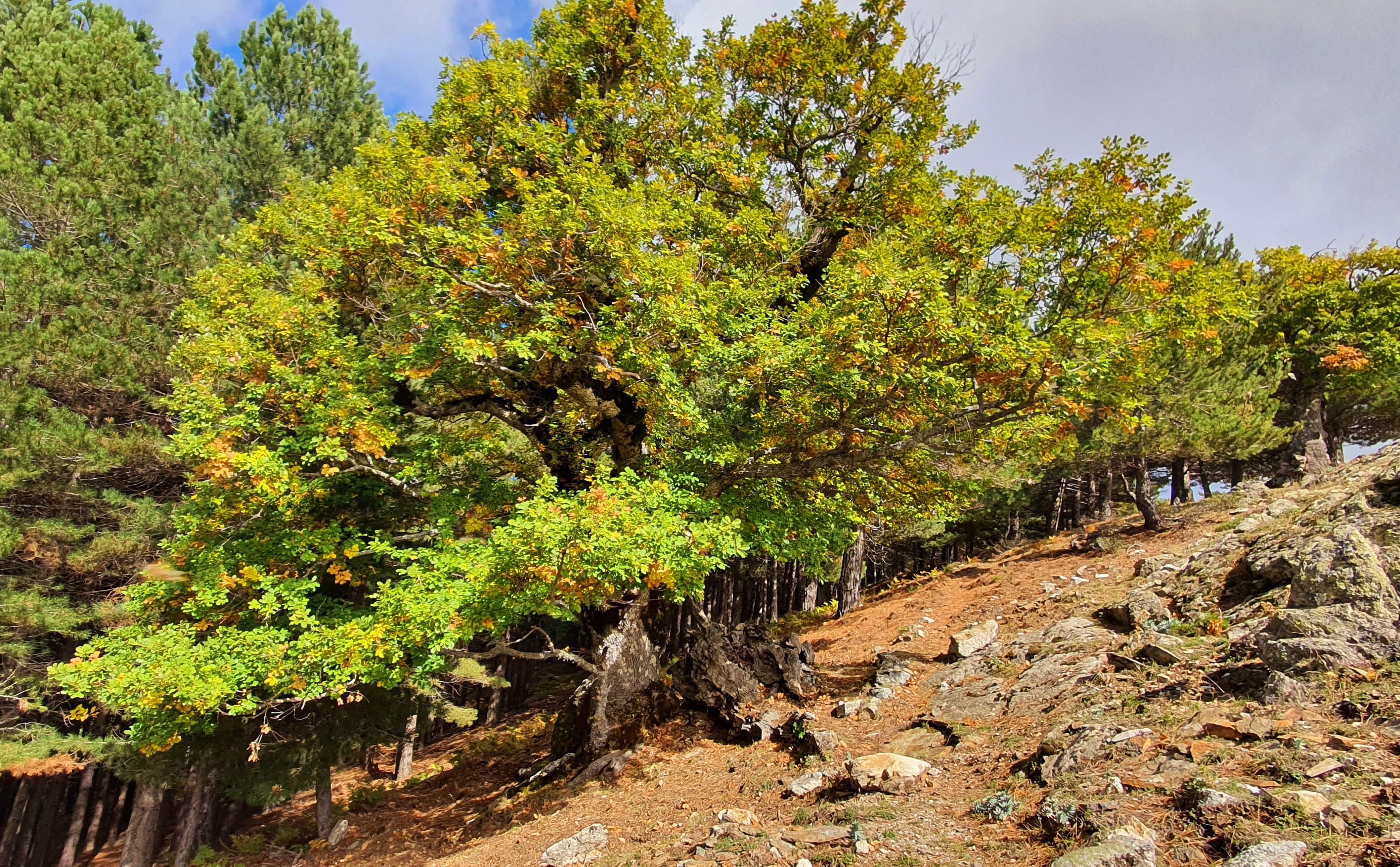 Faggeta vetusta Valle Infernale